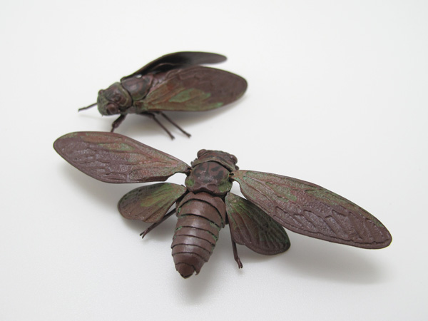 自在置物標本箱 ヒグラシ＜オス＞