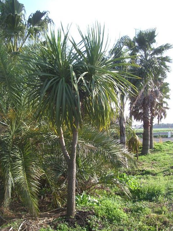 コルディリネ．オーストラリス(ドラセナ,ニオイシュロラン） | みずほ