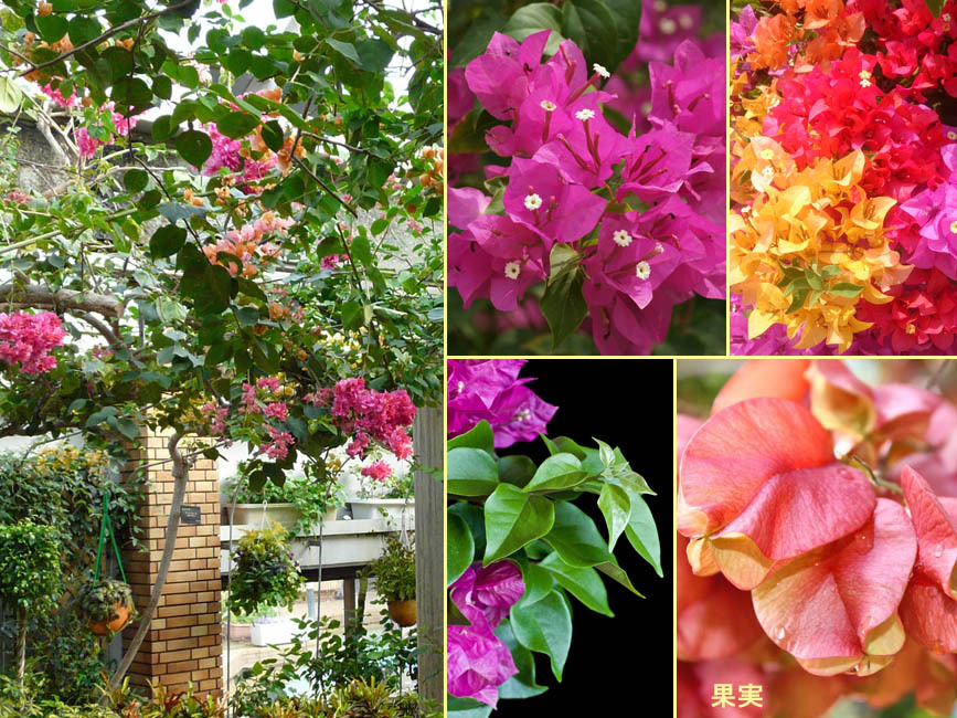 ブーゲンビリア 大株 海外種 三色変色 花蕾多数付き ブーゲンビリア 大