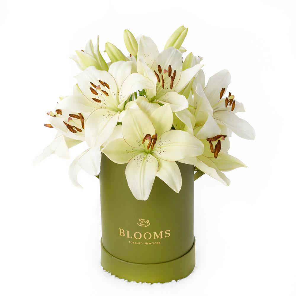 Lily Gifts | Cornsilk Surprise Lilies Box Arrangement | New Jersey