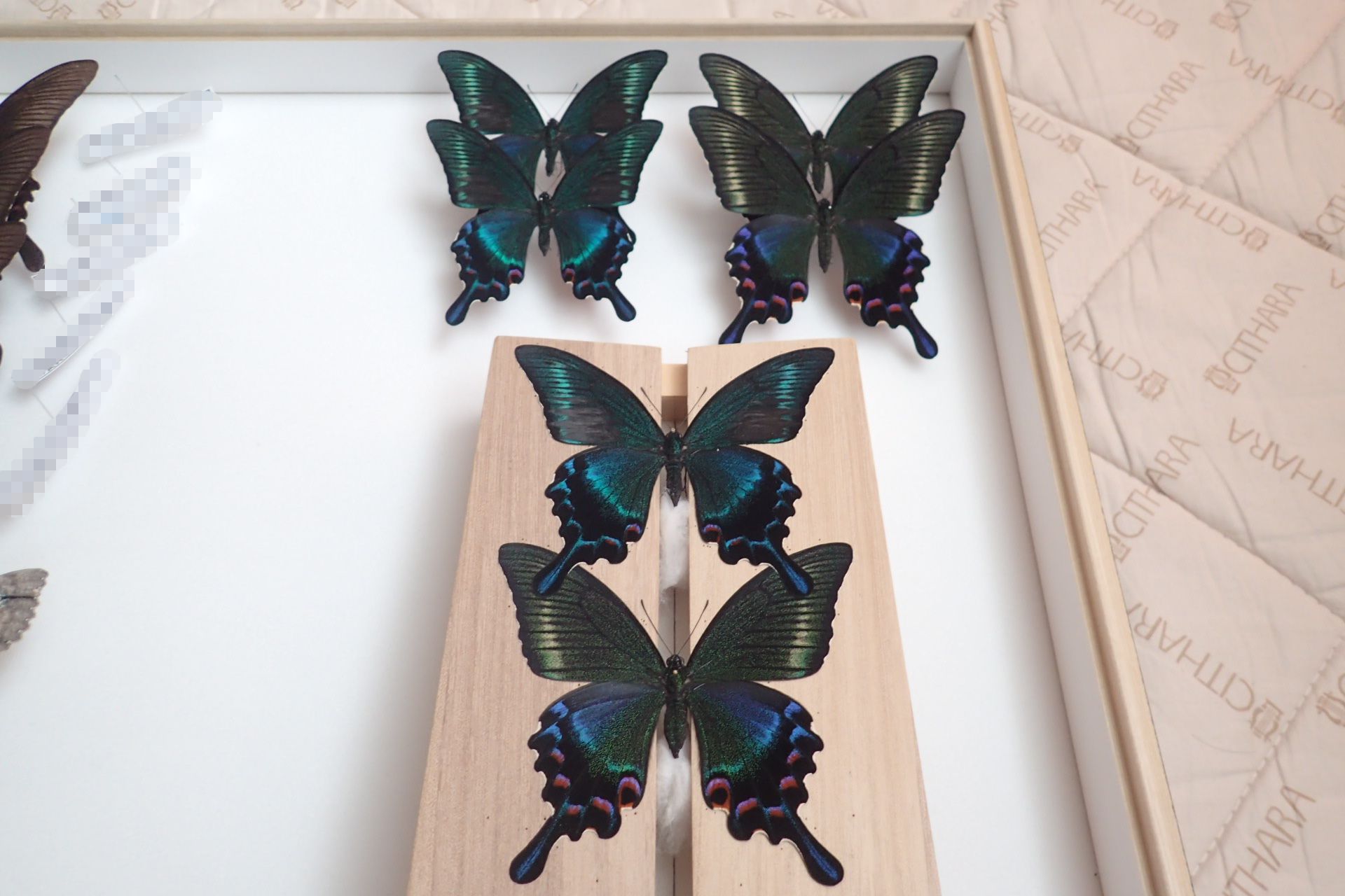 屋久島産ミヤマカラス、阿蘇産シルビアを標本箱へ（2016.1.28）