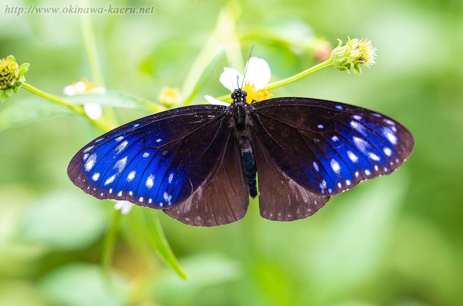 ツマムラサキマダラ Euploea mulciber 沖縄の昆虫 おきなわカエル商会