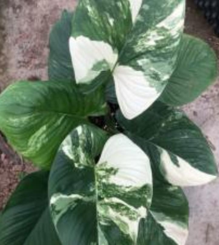 Homalomena rubescens 