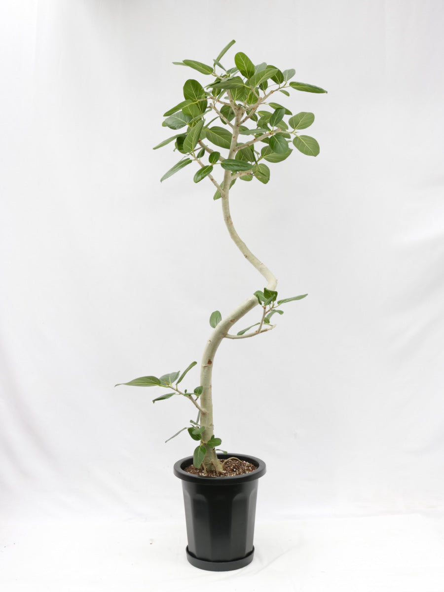 フィカス・ベンガレンシス 10号の通販 | 観葉植物通販AONOKI（あおのき）