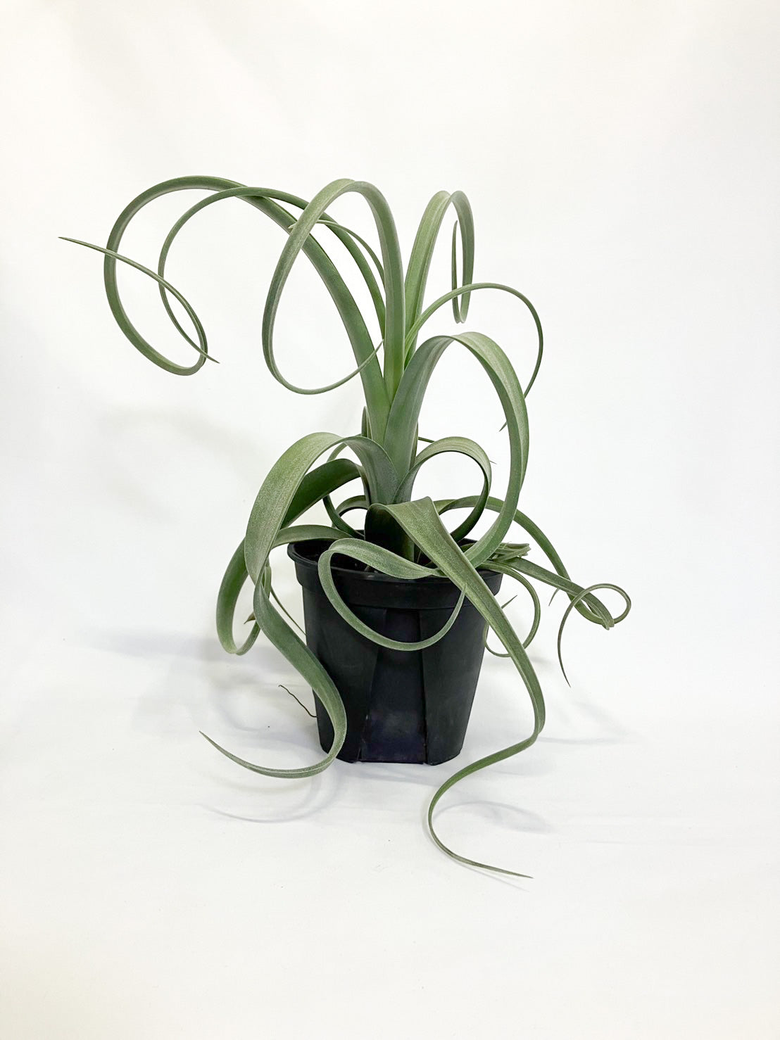 チランジア カーリースリム – アぺロ・ヒュ―レ