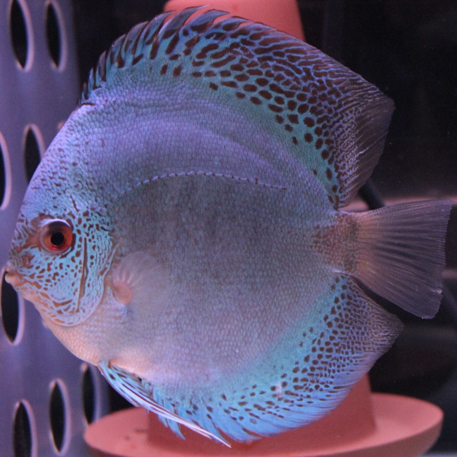 ディスカス専門店 B-Collection (ビーコレクション) - 熱帯魚