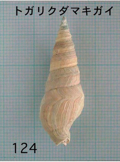 巻貝/ソフト型大の貝/詳細ページ