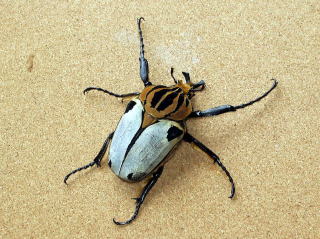 ゴライアスカシクス