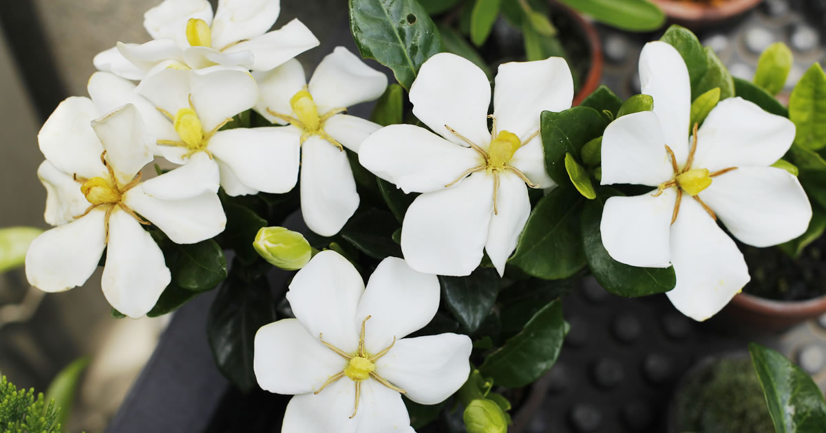 クチナシ（梔子）の魅力｜キミのミニ盆栽びより