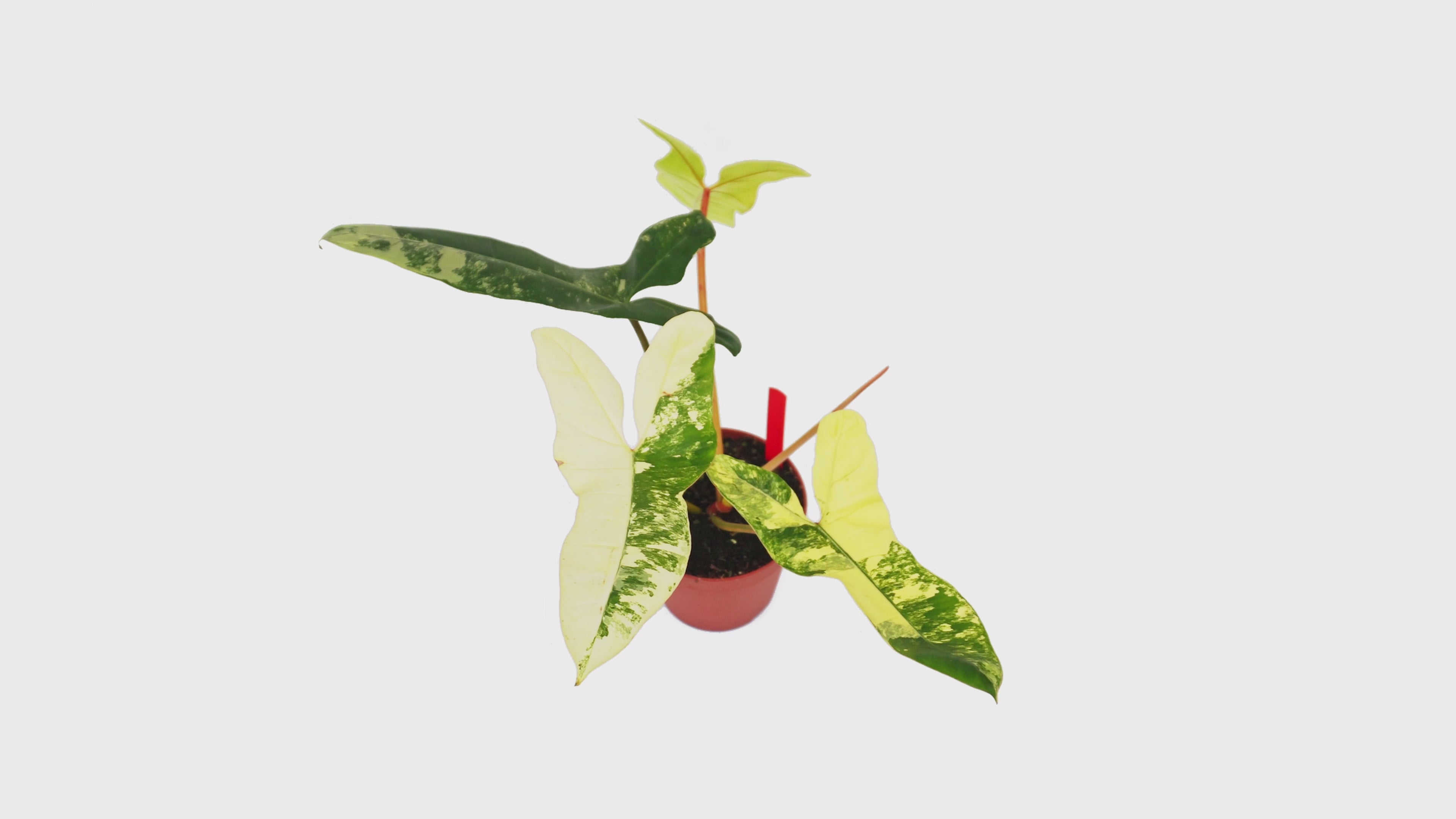 Philodendron Florida Beauty x Mayoi x Billietiae *1 – Casa Botanica