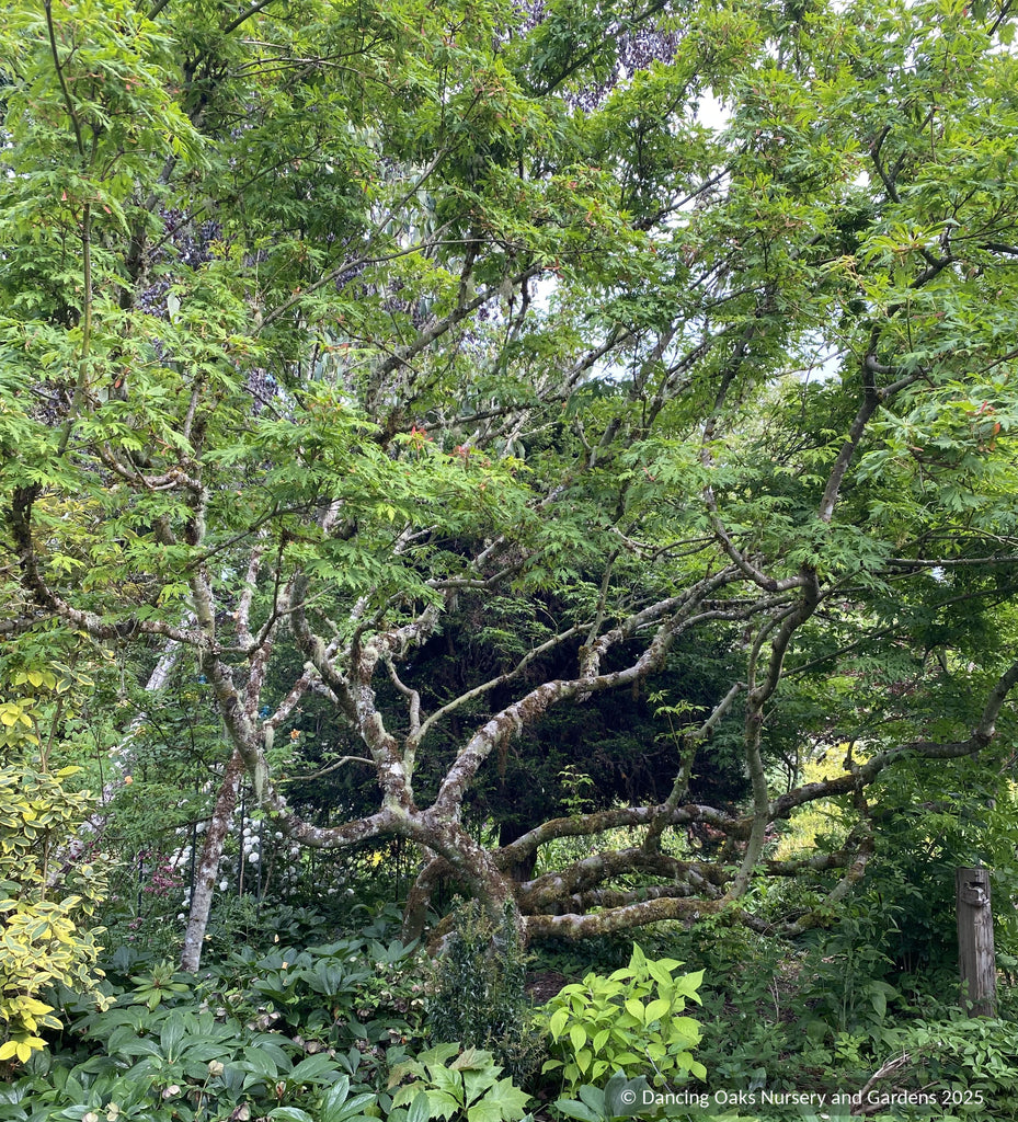 Acer circinatum 'Monroe', Cutleaf Vine Maple – Dancing Oaks