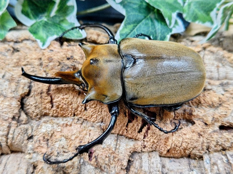 エレファスゾウカブト メキシコ カテマコ産 ペア（累代CB ♂115mm 2025