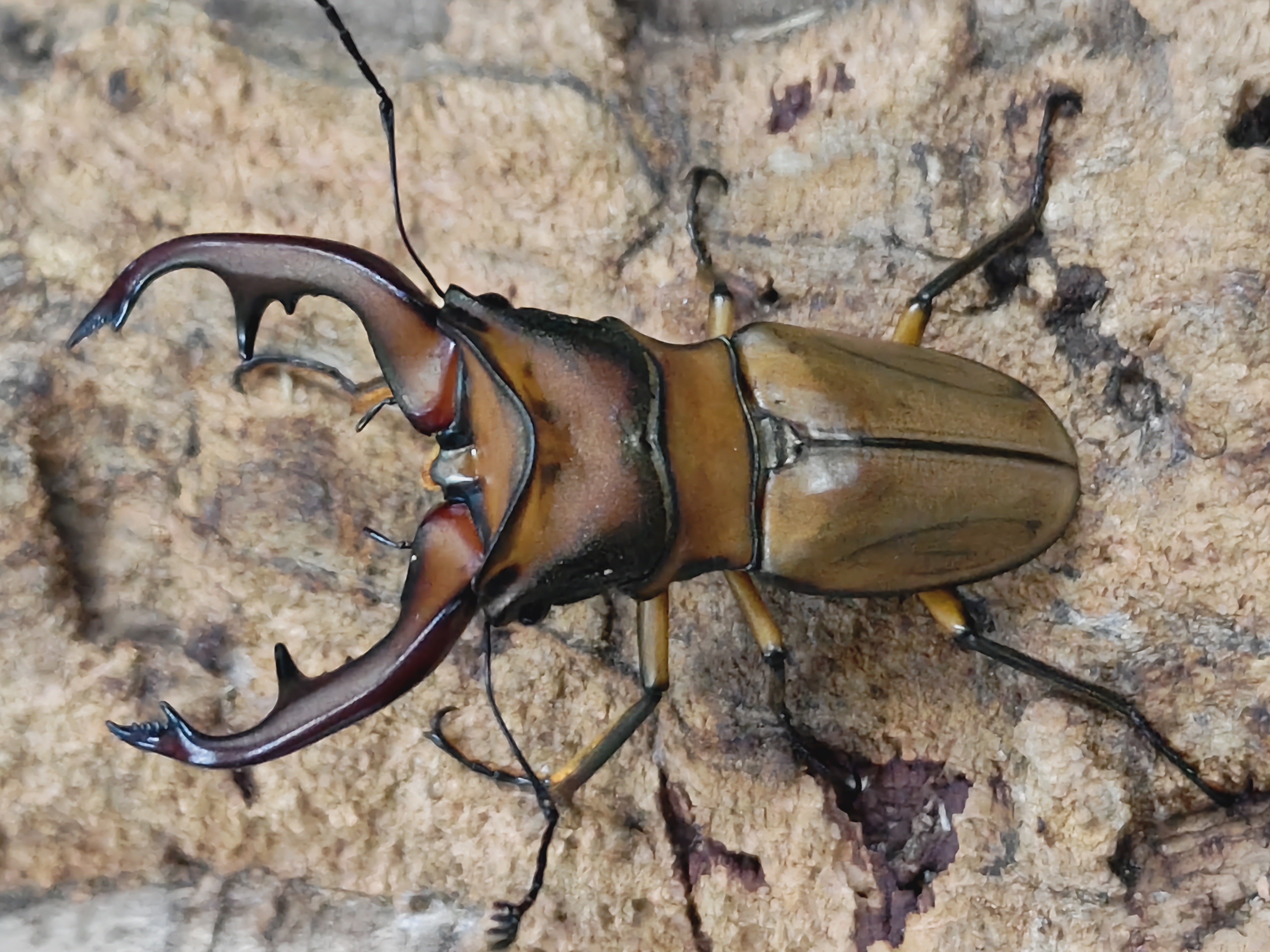 2406290001_62.jpg?v=1719472994