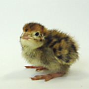 株式会社 カネセイ食品|トップページ