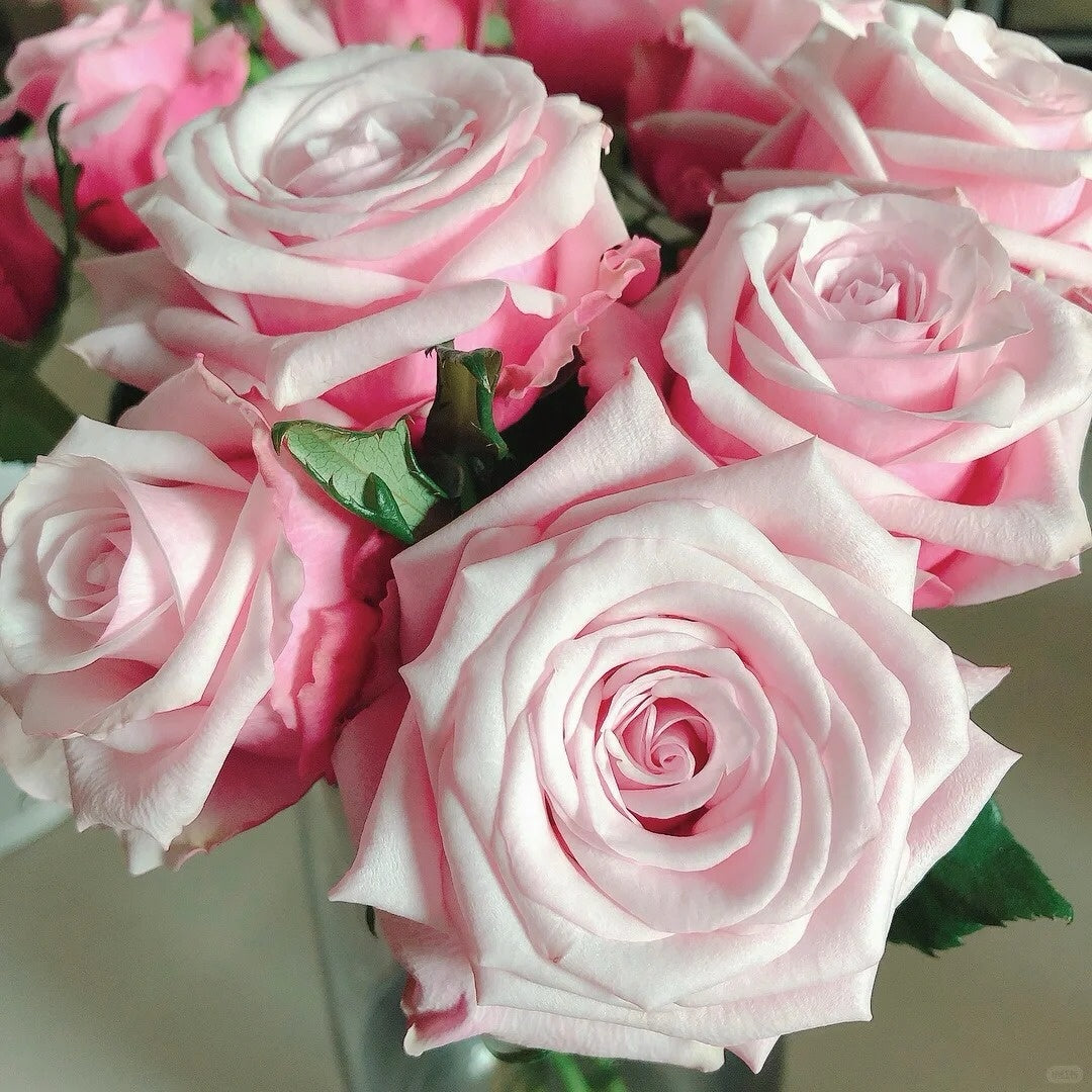 Lady Raphaela Rose-珍珠项链 | Germany Cut Roses – Ergongzy Roses