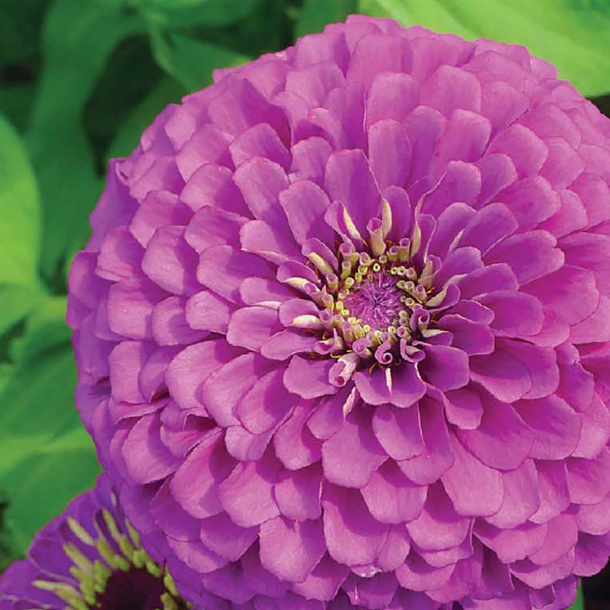 Zinnia Giant Double Flowered Lavender Gem Seeds | Colorful Cut