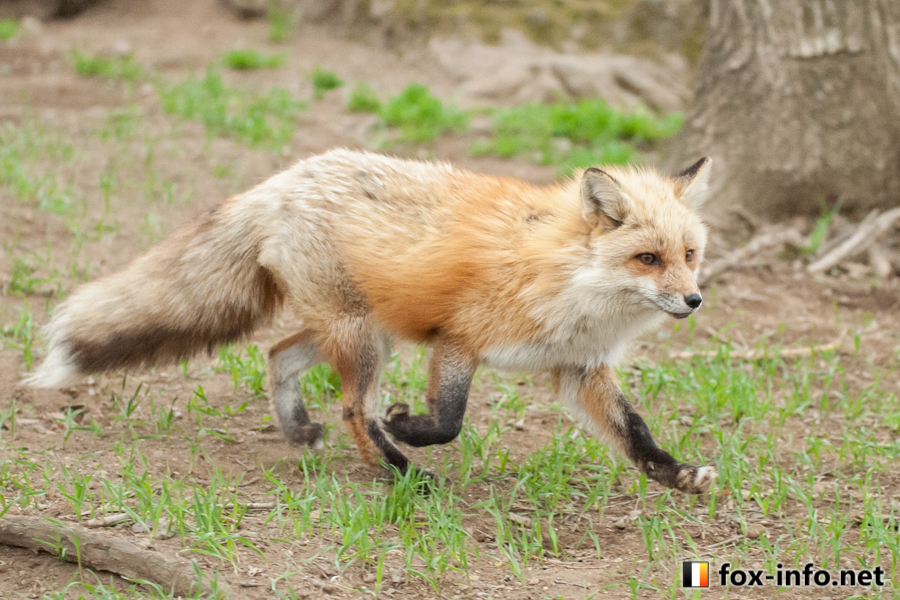 キツネ村の仲間たち！ | キツネ村の紹介 | 宮城蔵王キツネ村