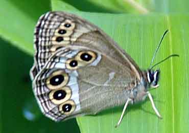 カ*コ様 ウラジャノメ 北海道産 6♂ 日本産蝶標本 カ*コ様 ウラ