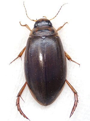 北海道生物図鑑「エゾヒラタヒメゲンゴロウ」