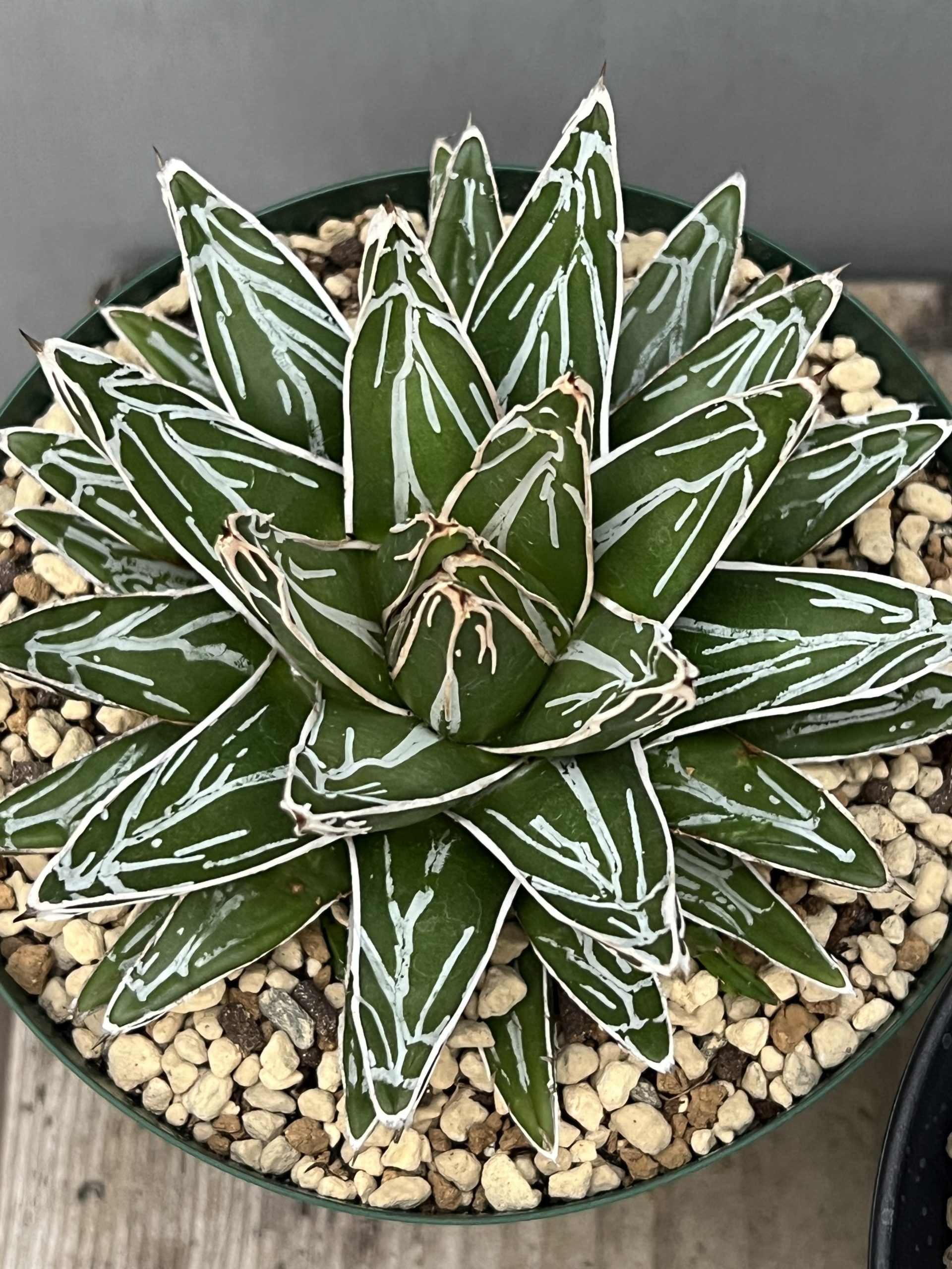 花伝多肉祭り速報 Vol.2 サボテン・アガベ編 – 【公式】花伝 | 福岡県