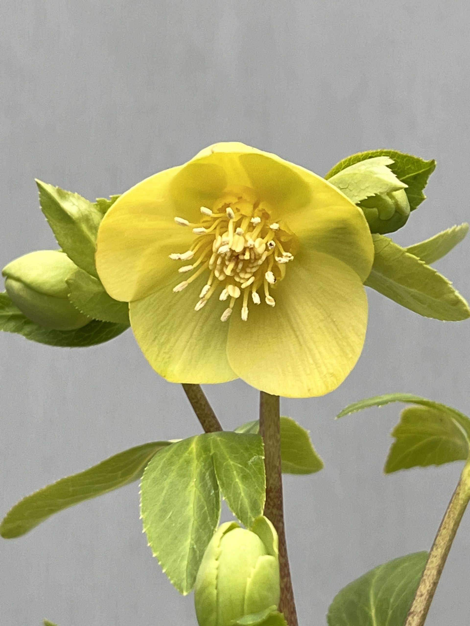 大木ナーセリークリスマスローズ第2弾入荷‼︎ – 【公式】花伝 | 福岡県