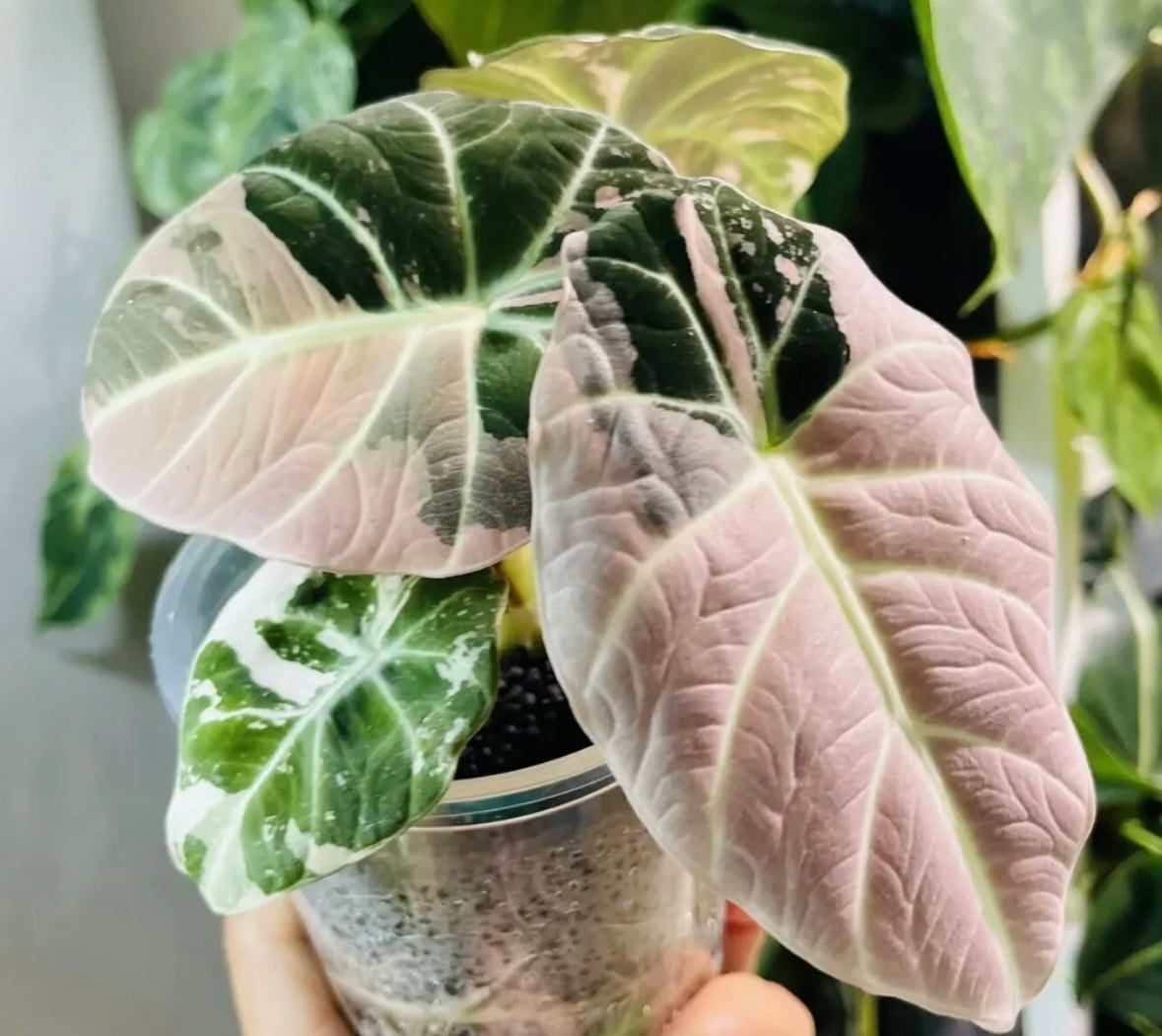 Alocasia Black Velvet Pink Variegated – HappiestPlants