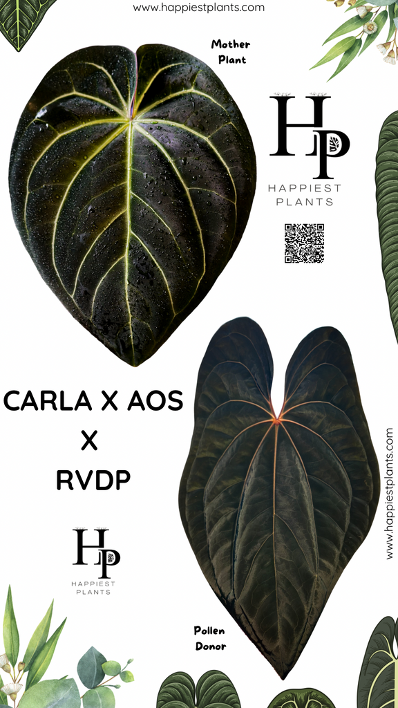 Anthurium Carlablackiae × AOS X RVDP – HappiestPlants