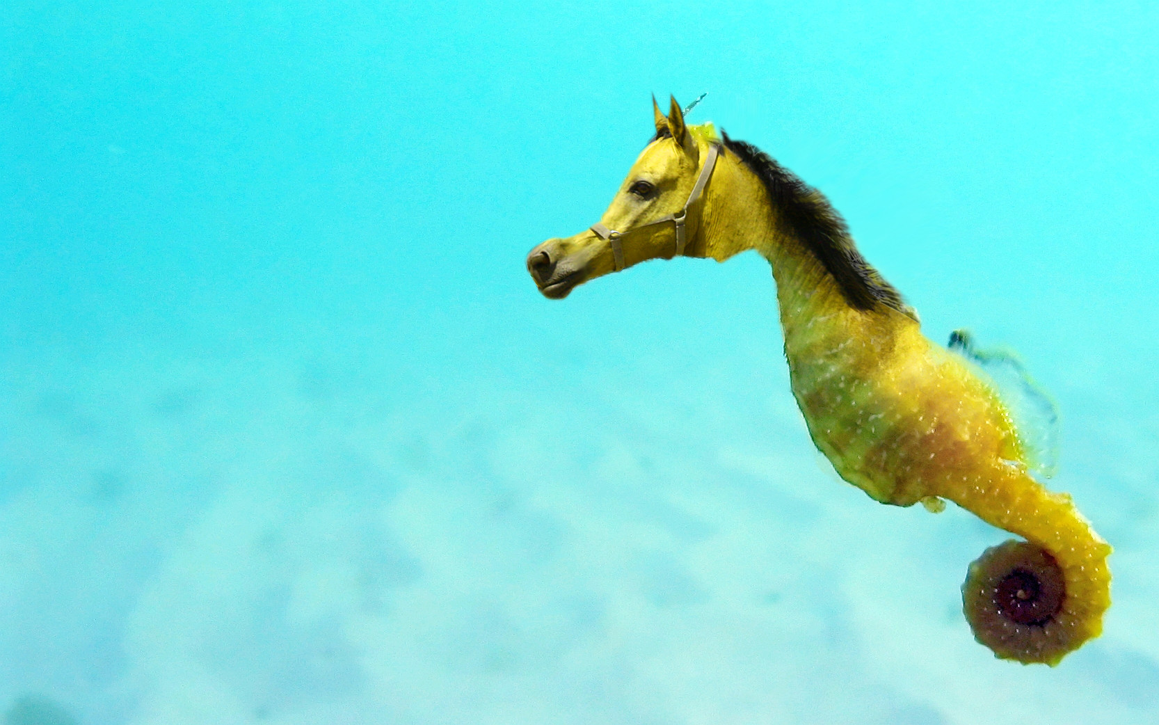 ifsixwasnine. SEA HORSE 0 no. A3 ifsixwasnine SEA HORSE シーホース