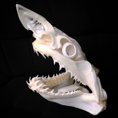 サメ頭骨標本せいさく201509 | ☆ヨッキーのサメ好きブログ - 楽天ブログ
