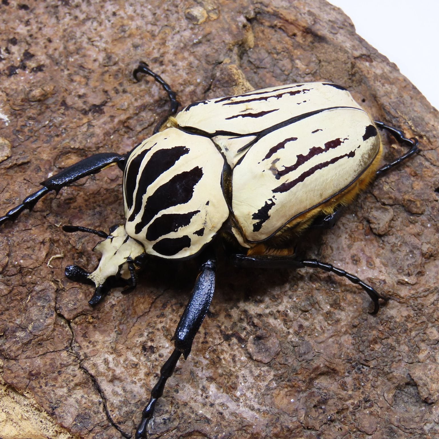 Oriental Goliath Beetle (Goliathus orientalis preissi) – James