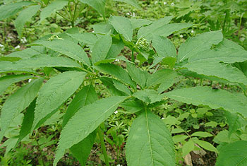 トチバニンジン、別名チクセツニンジン（菅平高原・ジョバンニ周辺の山