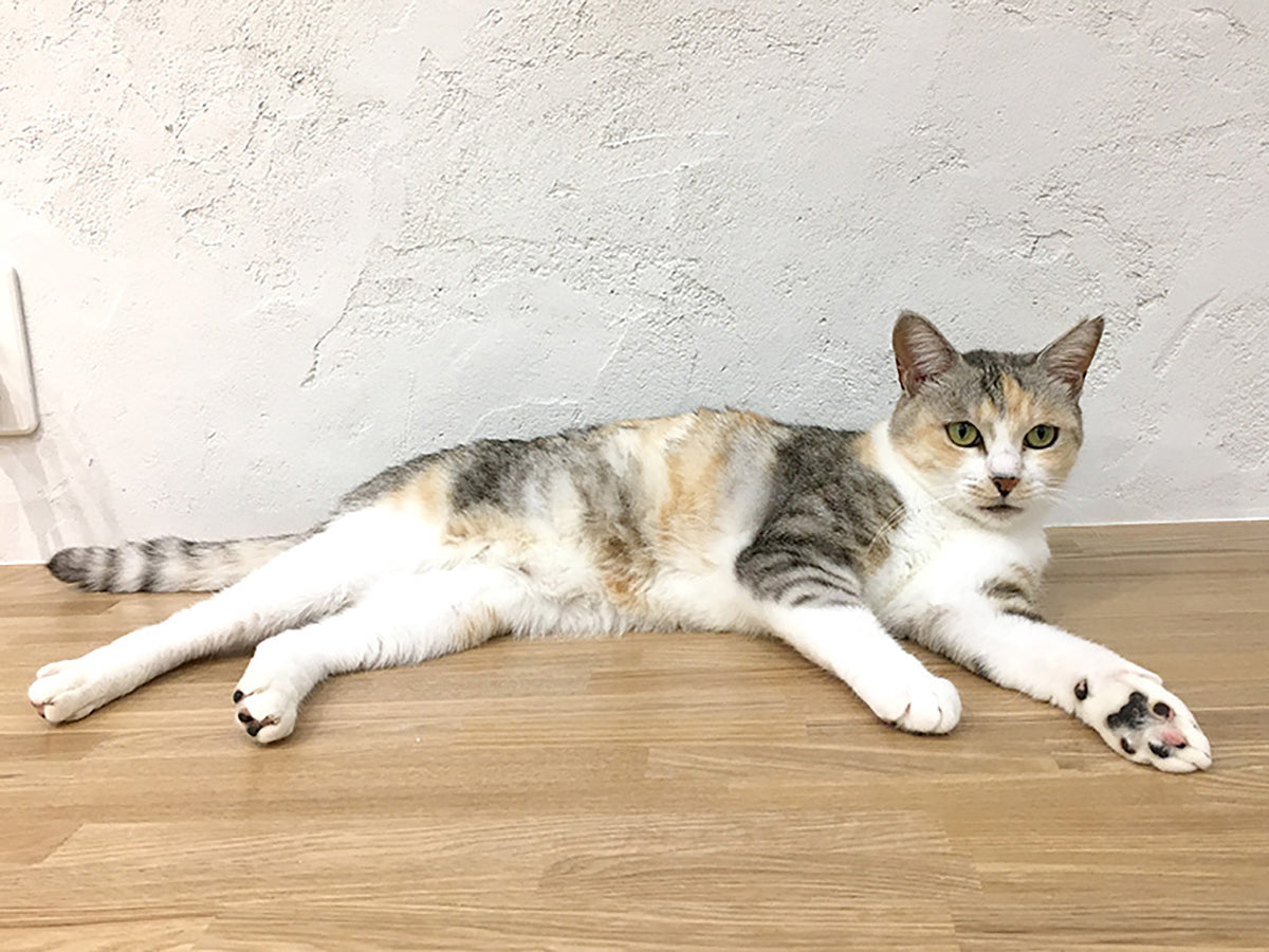 ツンデレ頑固なお嬢様「三毛」。ねこ柄コレクション#04 | Toletta