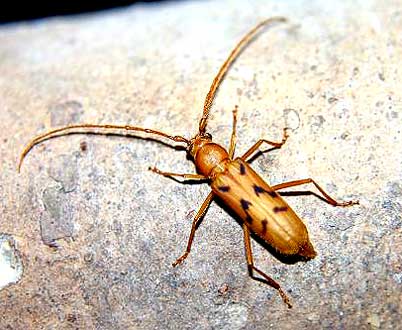 カミキリムシ（日本産カミキリ970種写真公開）