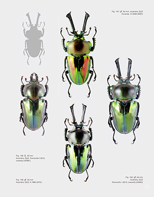 The Stag Beetles of Australia, New Zealand, New Caledonia and Fiji