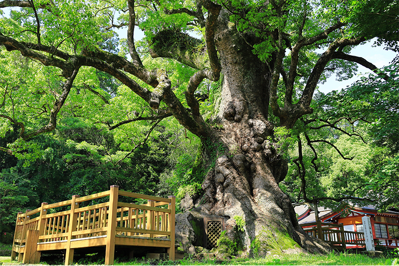 きこりん世界の森 これが日本一の巨樹！ 鹿児島「蒲生の大クス