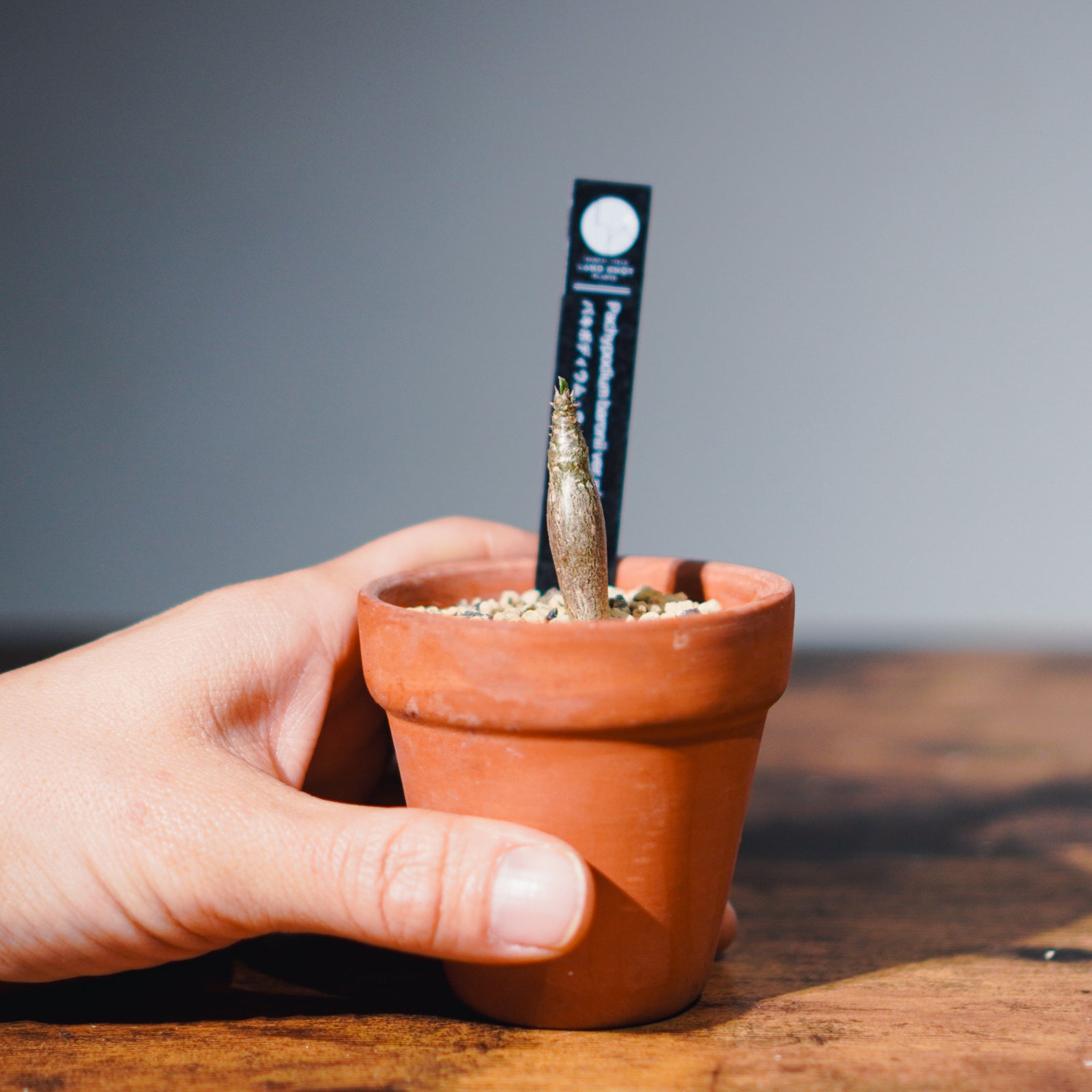 実生株】パキポディウム ウィンゾリー | Pachypodium windsorii – LAND