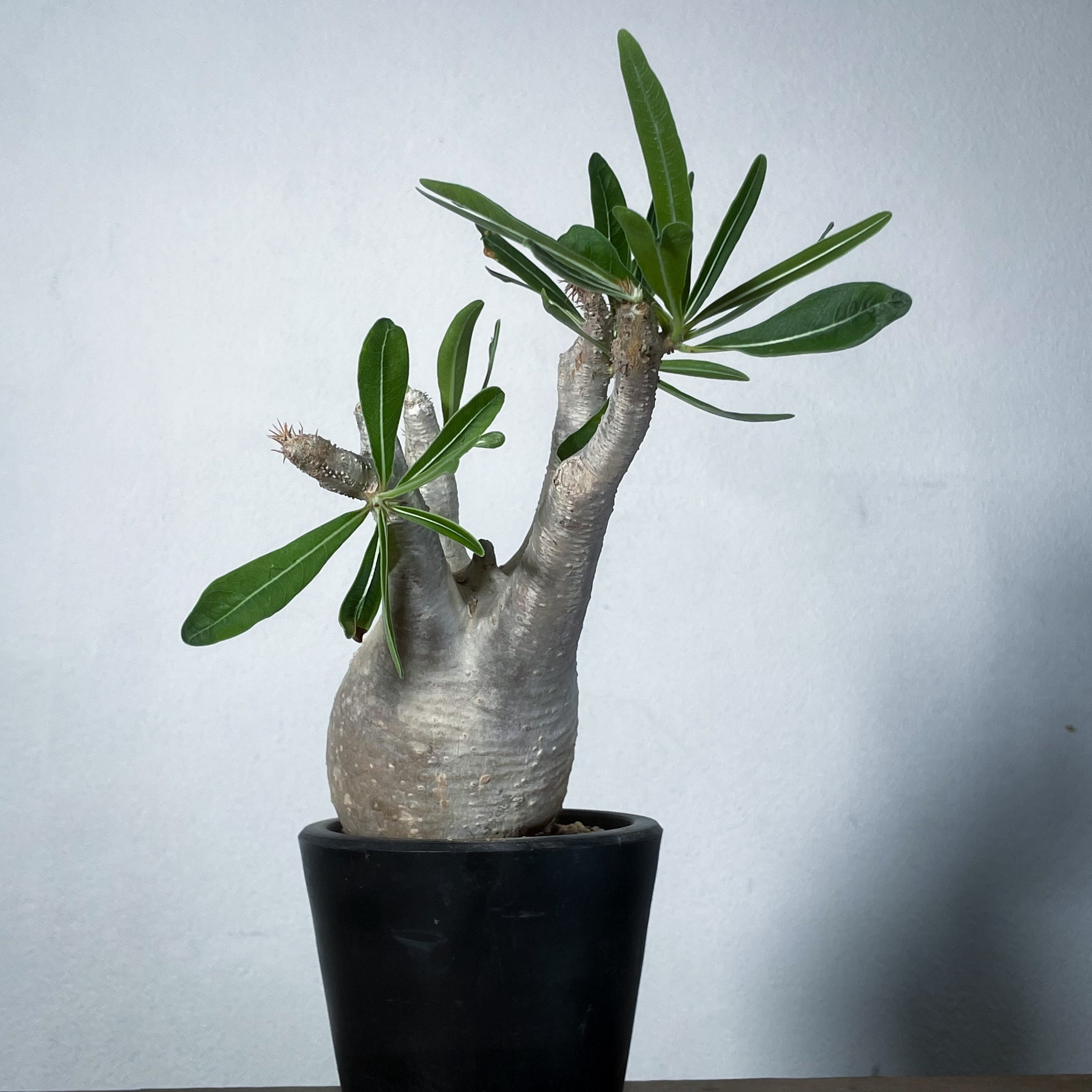 1点物】パキポディウム グラキリス | P-10 – LAND KNOT PLANTS