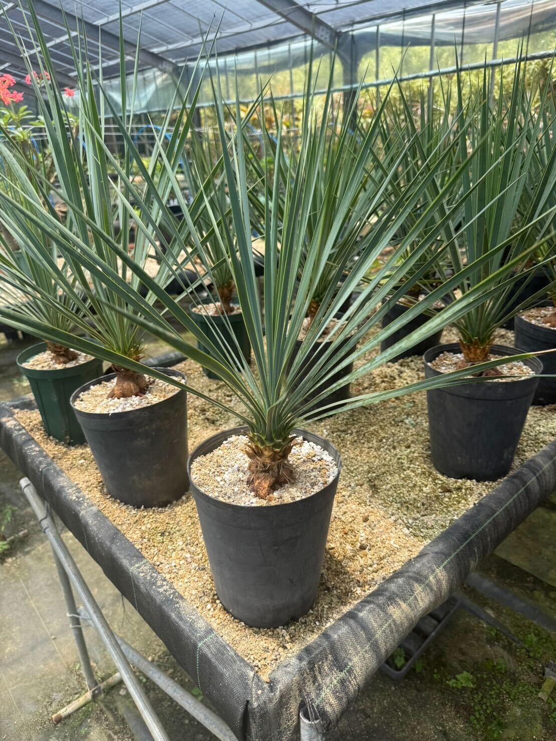 ユッカ ロストラータ – LAND KNOT PLANTS