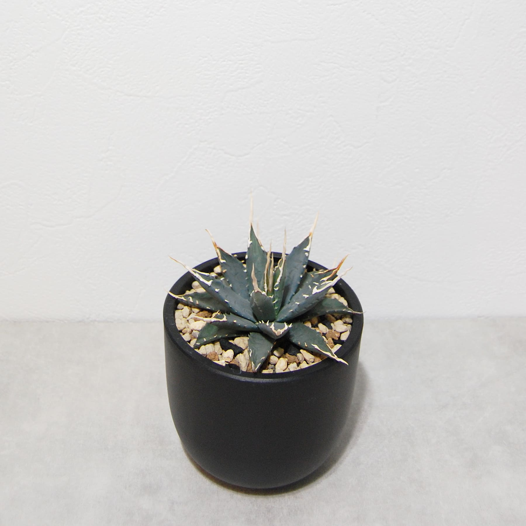 アガベ ユタエンシス エボリスピナ 実生 陽炎選抜 014 – linkplants