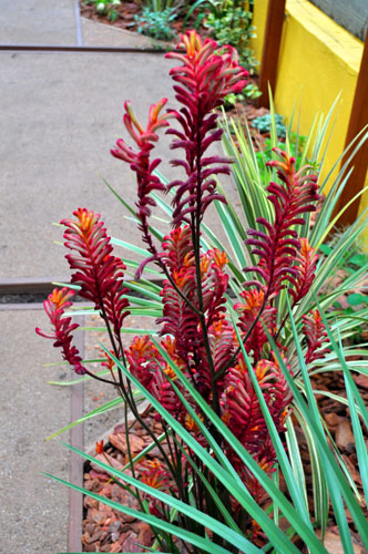 カンガルーポー 新しい庭におすすめの植物シリーズ（12） : Alex's