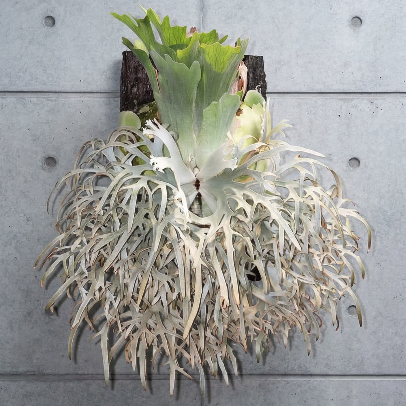 速達！！P. willinckii 'Jenny' TC 2839 Bare-rooted]Platy