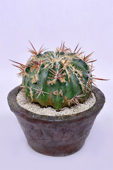 ホマロケファラ 綾波モンストローサ | 叢 – くさむら – Qusamura