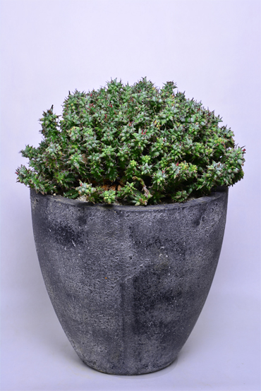 ユーフォルビア ホリダモンストローサ | 叢 – くさむら – Qusamura