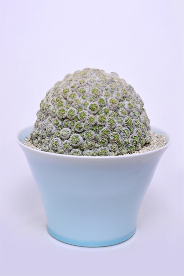 マミラリア 姫春星 | 叢 – くさむら – Qusamura