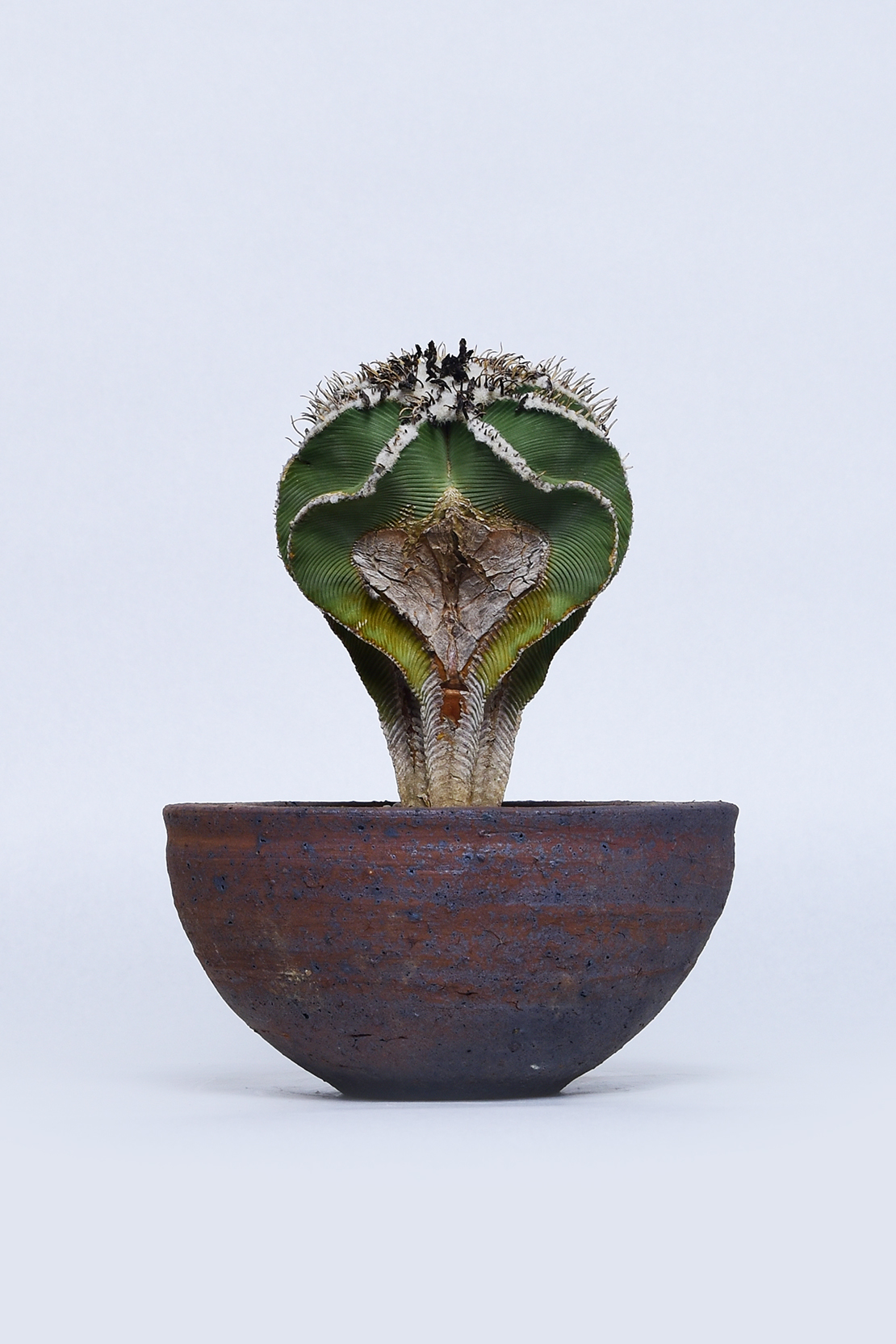 アズテキウム ヒントニー | 叢 – くさむら – Qusamura