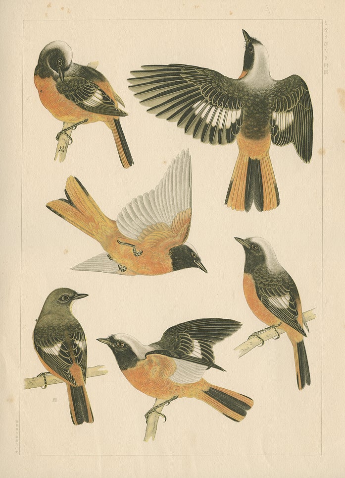 土岡泉の鳥類写生図譜 | mizusumashi-tei みずすまし亭通信