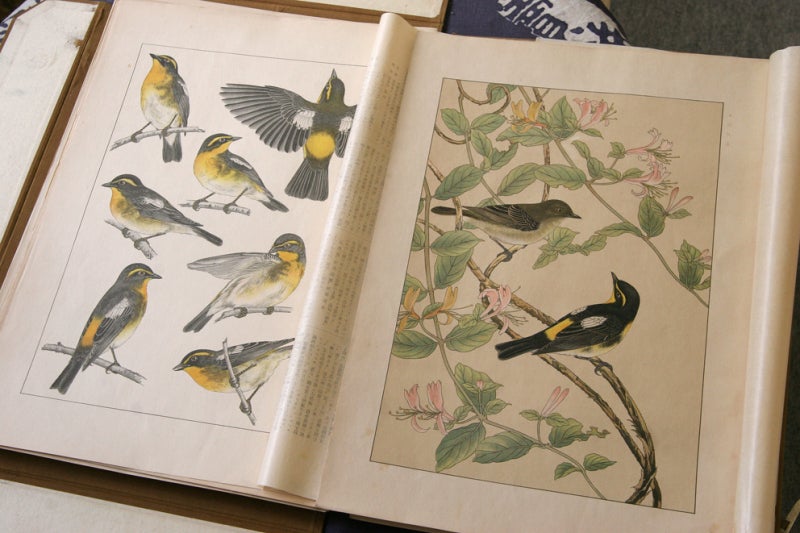 土岡泉の鳥類写生図譜 | mizusumashi-tei みずすまし亭通信