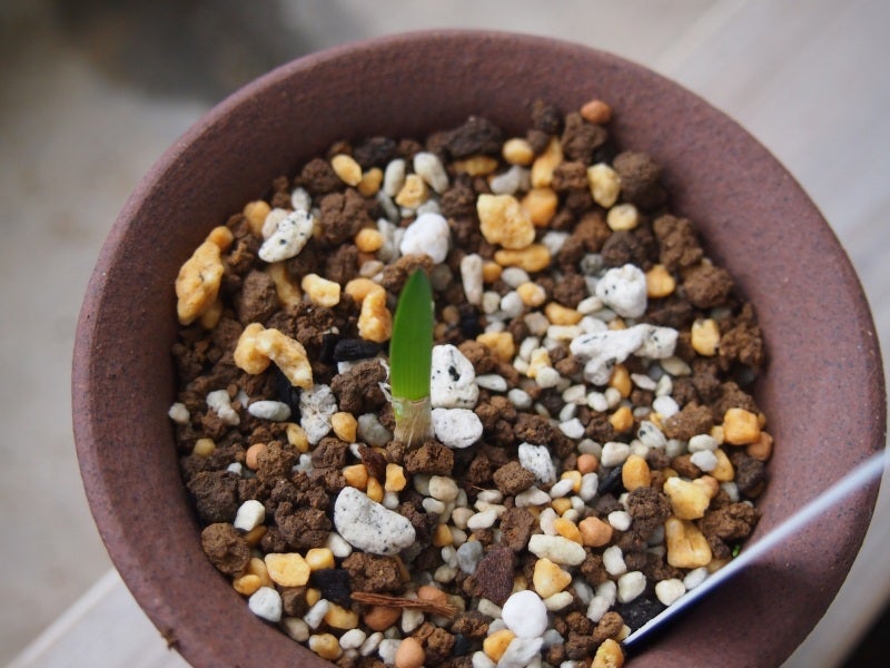 ブルンスビギア オリエンタリス 出葉 | 葉っ葉のブログ