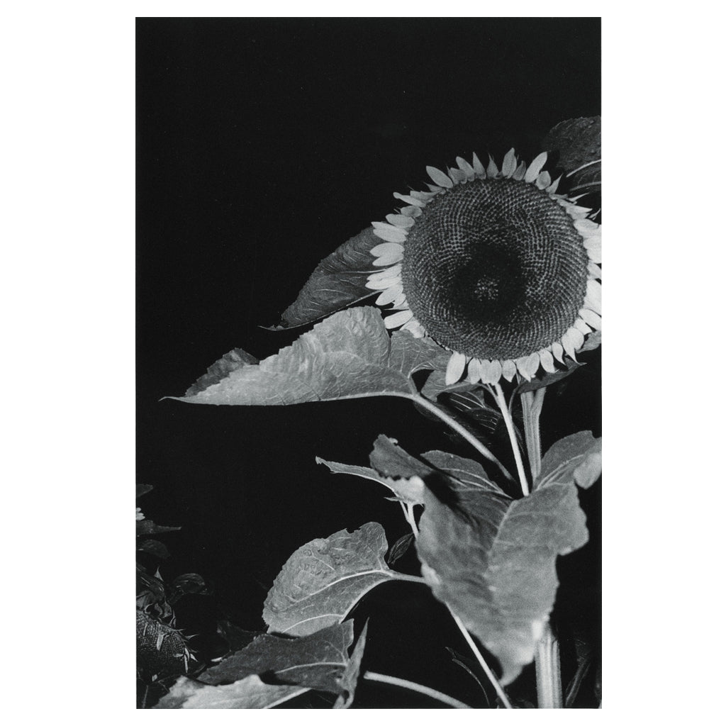 Poster Fuke 限定ポスター 風景 Daido Moriyama(森山大道) – SUPER LABO