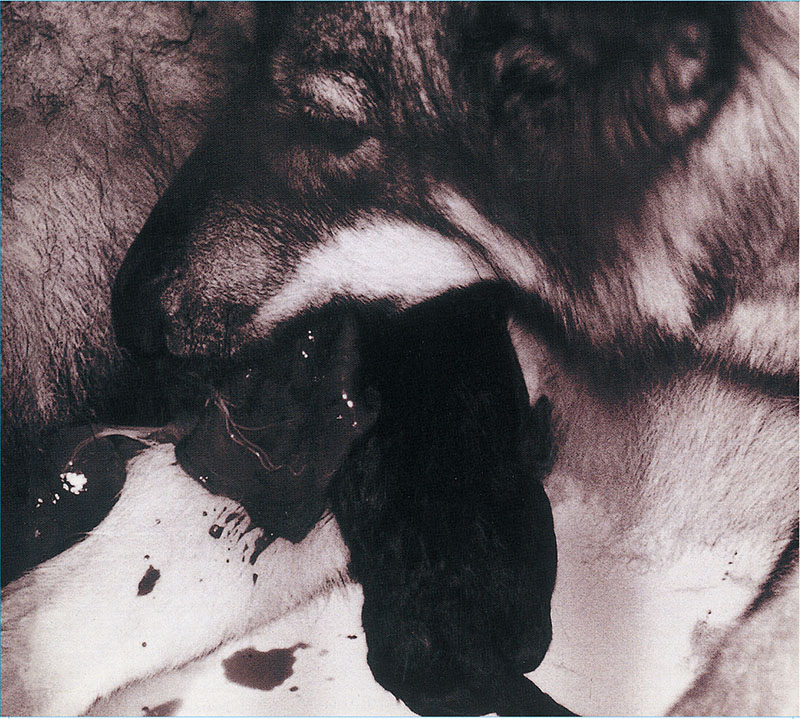 My Song – syrup16g レビュー